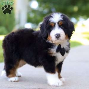 Rambo, Mini Bernedoodle Puppy